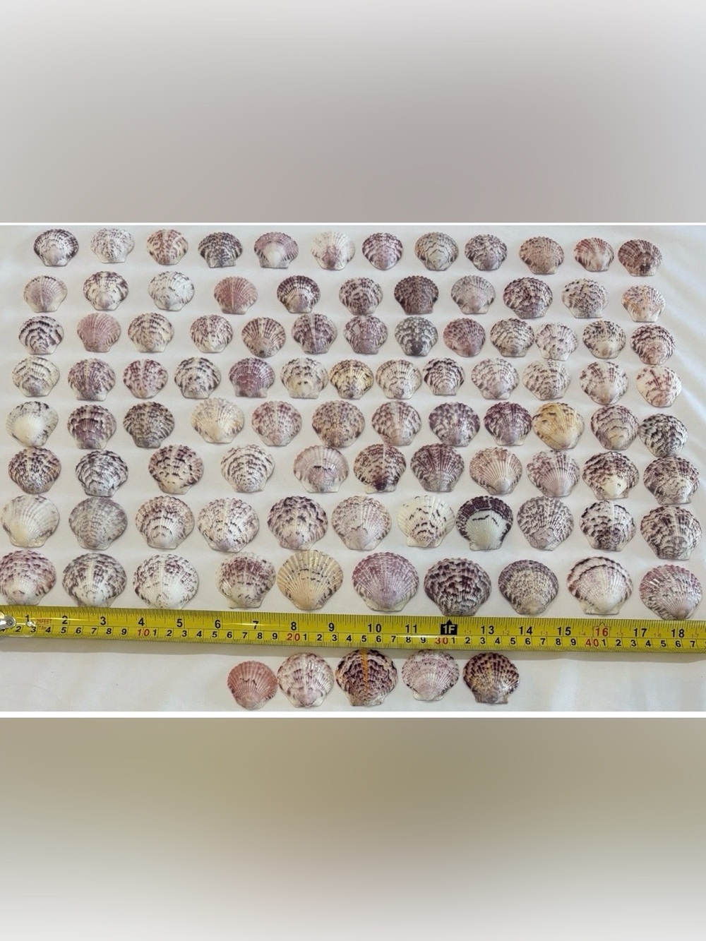 98 LOT SEA SHELLS SANIBEL, FLORIDA SCALLOPS 1.2 -1.5" MIX COLOR CRAFT OR COLLECT - Picture 2 of 5